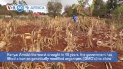 VOA60 Africa - Kenya lifts ban on GMO’s