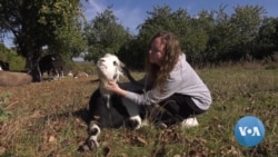  In Khmelnytski Region of Ukraine, This Woman Manages a Dairy Farm Alone 