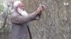 په کونړ کې د ناکو ونو ښه حاصل کړی 
