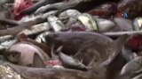 Sapa Dunia: Penangkapan Ikan Ilegal Dikhawatirkan Makin Parah Akibat Perubahan Iklim