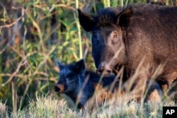 FILE -- Feral pigs roam near LaBelle, Florida.