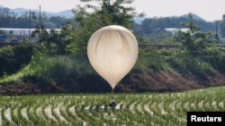 Sebuah balon yang diduga dikirim oleh Korea Utara, membawa berbagai benda termasuk yang tampaknya adalah sampah dan kotoran, mendarat di sebuah ladang padi di Cheorwon, Korea Selatan, pada 29 Mei 2024. (Yonhap via Reuters)