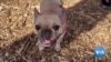Most Popular Dog Breed in US? French Bulldog 