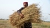 طالبان: سږکال افغانستان کې ۴،۳ میلیونه ټنه غنم تولید شوي