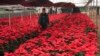 Poinsettia's Origins, Namesake’s Checkered History Get New Attention 