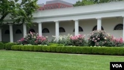 Pogled na ruže u Rose Gardenu u Bijeloj kući u Washingtonu, 10. maja 2024.