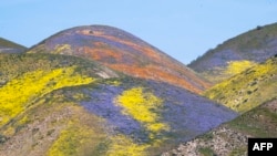 Narandžasto, žuto i ljubičasto divlje cveće na brdima oko ranča Tremblor, u blizini Santa Margarite, Kalifornija. 25. april 2023. (Foto: AFP/Robyn Beck)