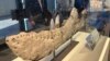 Fossil Unearthed in New Mexico Years Ago Is Identified as T. Rex Relative