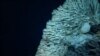 Marine protected areas boost local economies, study finds