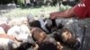 “Bahalıqdır, çatdırmaq olmur. 220 manatı deputata versən dolana bilər?”