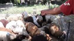 “Bahalıqdır, çatdırmaq olmur. 220 manatı deputata versən dolana bilər?”