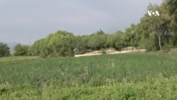 د لغمان ولایت د یو شمېر کروندګرو د سړو خونو د نشتوالي څخه سر ټکوي
