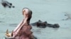 Collision entre un bateau et un hippopotame au Malawi: un mort, 23 disparus