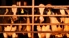 US pledges $200 million to help track, contain bird flu on dairy farms 