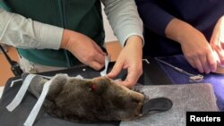 In this screen grab taken from a video, a person puts tape on a platypus in Taronga Wildlife Hospital at Taronga Western Plains Zoo in Dubbo, Australia, July 8, 2024.