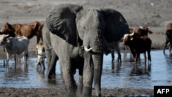 FILE - An elephant near the Nxaraga village in the outskirt of Maun, Botswana, Sept. 28, 2019.