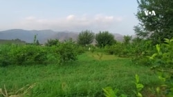 د ننګرهار کروندګر: سږ کال مو حاصلات څه نا څه ښه دي، خو بارانونو اغېزمن کړي دي
