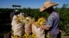 Disease, extreme weather push up orange juice prices