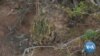 Poachers Pluck South Africa's 'Succulent' Plants for Chinese Market 