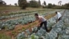 Kenyan Court Dismisses GMO Lawsuit, Raises East Africa Trade Concerns
