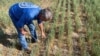 US Farmers Concerned about Winter Wheat Crops