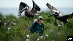 Marine biologist Bonnie Slaton checks a field camera on Raccoon Island, in Chauvin, La., May 17, 2022. (AP Photo/Gerald Herbert)
