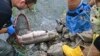 Penyebab Kematian Ikan Massal di Eropa Belum Diketahui