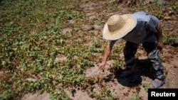 Local farmer Chen Xiaohua, 68, shows his dead sweet potato plants after all his crops perished as the region is experiencing a drought in Fuyuan village in Chongqing, China, Aug. 19, 2022. 