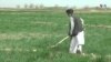 بزګران: د هلمند په ډیرو سیمو کې سږ کال د غنمو کرکيله لا هم کمه ده