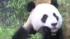 Report: Earth Has Lost 60 Percent of Its Wildlife Since 1970