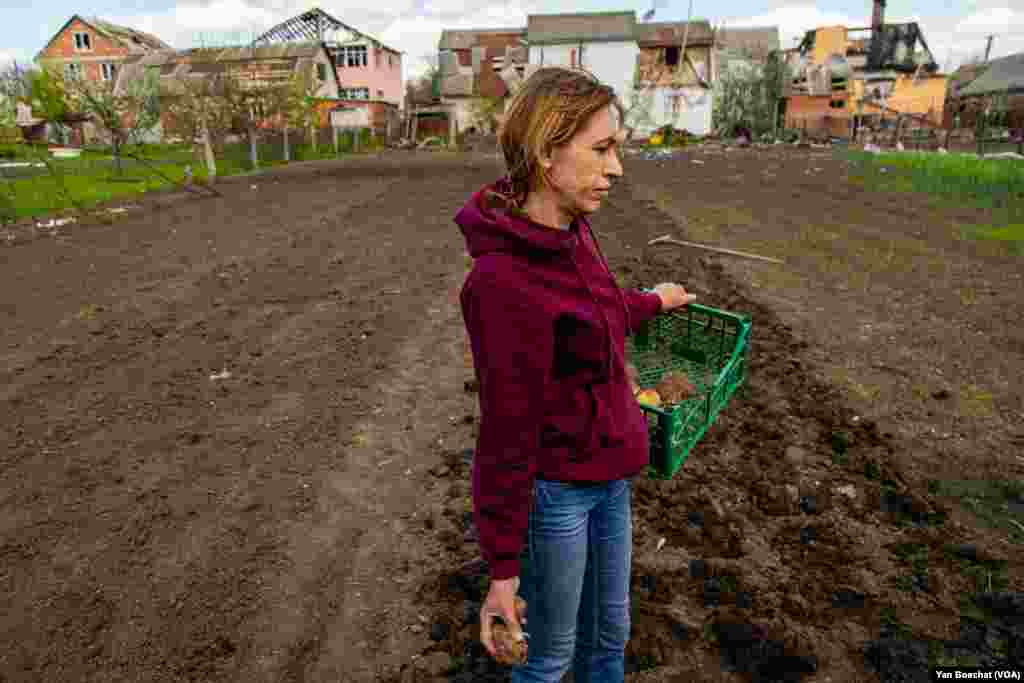 A woman plants potatoes on her half-destroyed property at the village outside Kharkiv, which was occupied by Russian forces for more than a month, April 30, 2022.