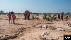 FILE - People stand next to the carcasses of dead sheep in the village of Hargududo, 80 kilometers from the city of Gode, Ethiopia, April 07, 2022. 