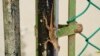 Study: Lizard Changed Genetically to Survive in the City