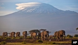 FILE - Kawanan gajah dewasa dan bayi berjalan di bawah cahaya fajar dengan latar belakang gunung tertinggi di Afrika, Gunung Kilimanjaro di Tanzania yang berselimut salju dan gletser, terlihat dari Taman Nasional Amboseli di Kenya selatan, 17 Desember 2012. (AP/Ben Curtis, File)