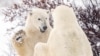 FILE - Polar bears spar near the Hudson Bay community of Churchill, Manitoba, Canada, Nov. 20, 2021. 