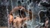 A woman cools off in a public pool during an unprecedented heat wave in Portland, Oregon, June 27, 2021.
