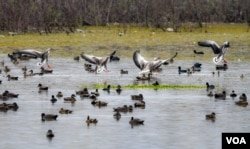 Migratory birds taking a flight towards a wetland known as the ‘Queen Wetland of Kashmir’— Hokersar in Srinagar. (Reyan Sofi/VOA)