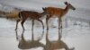 Group Says Many US Plants, Animals at Risk