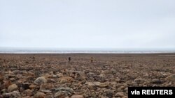 Scientists perform research field work at the edge of the Greenland Ice Sheet while studying the age of the 31-km-wide Hiawatha impact crater, buried under ice six-tenths of a mile (1 km) thick in 2019. (Shfaqat Abbas Khan/Handout via REUTERS)