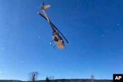 A helicopter lifts off in Grand Portage, Minn., carrying Seth Moore, director of biology and environment for the Grand Portage Band of Lake Superior Chippewa, and a team from the wildlife capture company Heliwild.