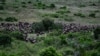La Tanzanie lève l'interdiction d'exporter des animaux sauvages