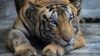 L'élevage du tigre en Afrique du Sud s'est répandu ces dernières années au grand dam des organisations de défense des animaux.