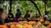 Hausses de la prime pour les planteurs de cacao et de la demande de charbon