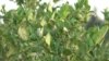 په ننګرهار کې باغداران د لیمو ښو حاصلاتو ته په تمه دي 