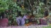 A squirrel is seen eating vegetables from the White House Garden (Via @<a href="https://twitter.com/ObamaFoodorama/status/390174493768810496/photo/1">ObamaFoodorama</a>)