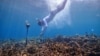 Scientists Listen to Coral to Learn About Its Health