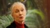 Refleksi Konservasionis Jane Goodall tentang Alam dan Spiritualitas
