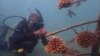 Kenya’s Efforts to Protect Its Coral