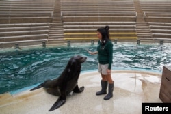 Supervisor unit mamalia laut Danielle Fox berlatih pertunjukan rutin dengan singa laut bernama Pepper di depan area tempat duduk yang kosong, di Kebun Binatang Taronga di Sydney, Australia, 20 April 2020. (REUTERS/Loren Elliott)