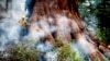 Yosemite Fire Grows as Crews Protect Iconic Sequoias